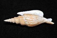 金斧鳳凰螺藏品圖，第5張