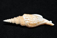 金斧鳳凰螺藏品圖，第6張