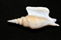 金斧鳳凰螺藏品圖，第15張