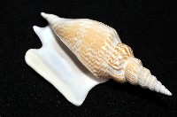 金斧鳳凰螺藏品圖，第16張