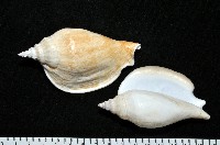 圓袖鳳凰螺藏品圖，第1張