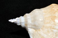 圓袖鳳凰螺藏品圖，第3張