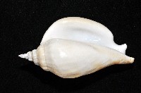 圓袖鳳凰螺藏品圖，第4張