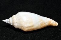 圓袖鳳凰螺藏品圖，第5張