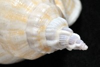 圓袖鳳凰螺藏品圖，第8張