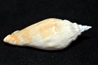 圓袖鳳凰螺藏品圖，第9張