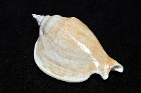 圓袖鳳凰螺藏品圖，第11張