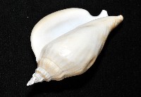 圓袖鳳凰螺藏品圖，第13張