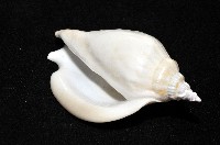 圓袖鳳凰螺藏品圖，第14張