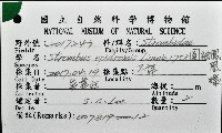 圓袖鳳凰螺藏品圖，第16張
