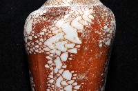 美華芋螺藏品圖，第5張