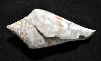 大佛塔芋螺藏品圖，第3張