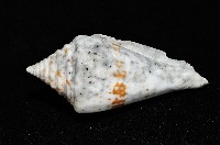 大佛塔芋螺藏品圖，第5張