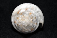 大佛塔芋螺藏品圖，第7張