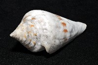 大佛塔芋螺藏品圖，第9張