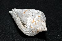 大佛塔芋螺藏品圖，第12張