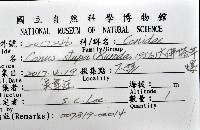 大佛塔芋螺藏品圖，第20張