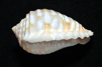 巴西粗齒鶉螺藏品圖，第3張