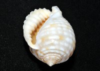 巴西粗齒鶉螺藏品圖，第8張