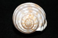 巴西粗齒鶉螺藏品圖，第9張