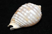 巴西粗齒鶉螺藏品圖，第11張