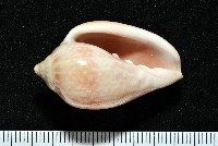 艷紅穀米螺藏品圖，第3張