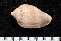 艷紅穀米螺藏品圖，第5張