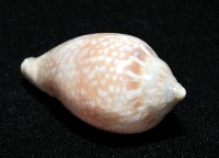 艷紅穀米螺藏品圖，第12張