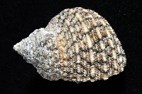 美麗蠑螺藏品圖，第3張