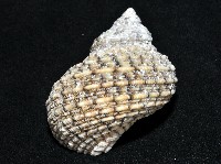 美麗蠑螺藏品圖，第6張