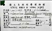 印度渦螺藏品圖，第16張
