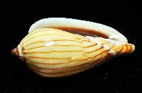 斑馬渦螺藏品圖，第4張