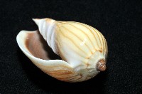 斑馬渦螺藏品圖，第6張