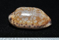 黑網目寶螺藏品圖，第1張
