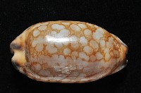 黑網目寶螺藏品圖，第2張