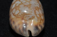 黑網目寶螺藏品圖，第5張
