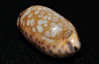黑網目寶螺藏品圖，第6張