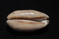 黑網目寶螺藏品圖，第14張