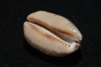 黑網目寶螺藏品圖，第15張