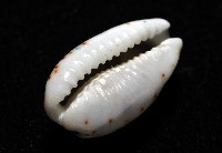 瘦熊寶螺藏品圖，第8張
