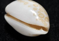 瑪莉亞寶螺藏品圖，第9張