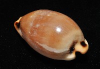大四眼寶螺藏品圖，第4張