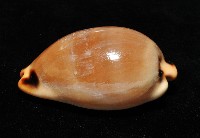 大四眼寶螺藏品圖，第5張