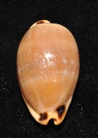 大四眼寶螺藏品圖，第8張