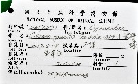 小眼寶螺藏品圖，第12張