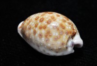 紫緣寶螺藏品圖，第6張