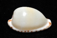 小無齒寶螺藏品圖，第3張