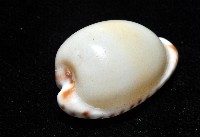 小無齒寶螺藏品圖，第4張