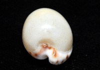 小無齒寶螺藏品圖，第5張