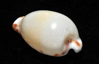 小無齒寶螺藏品圖，第7張